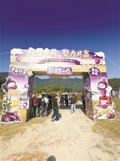 鹰潭贵溪：紫山药丰收引客来（图）