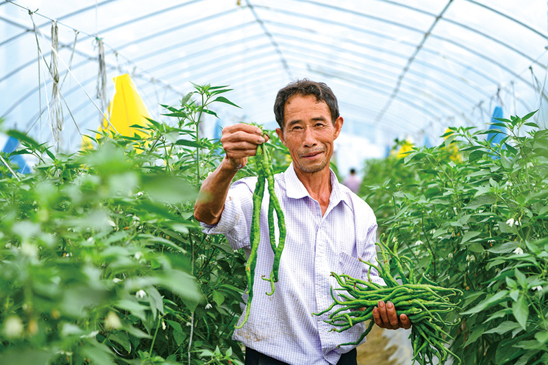 浏阳市葛家镇,田间地头充满着丰收的喜悦——连片大棚内“椒”香四溢,近一米高的辣椒树上,细长弯曲的葛家鸡肠子辣椒缀满枝头。 长沙市政协供图