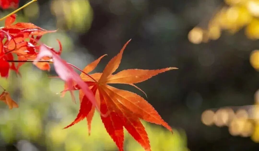 以上2张图片　张向东　摄