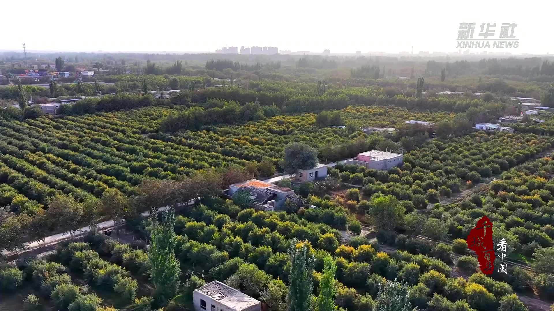 千城百县看中国丨新疆叶城：昆仑山下石榴红