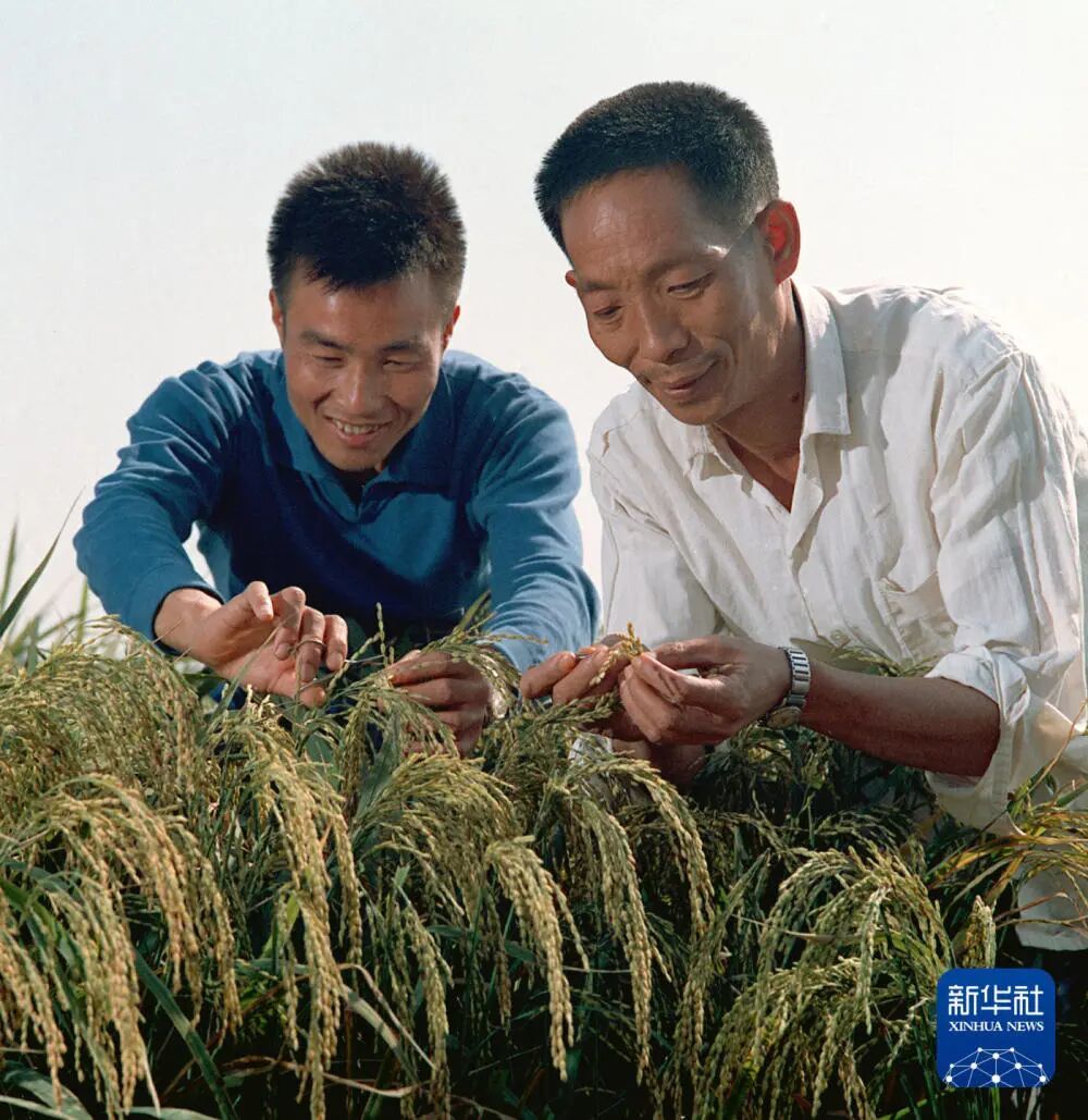 1976年，袁隆平（右）在观察杂交水稻生长情况。