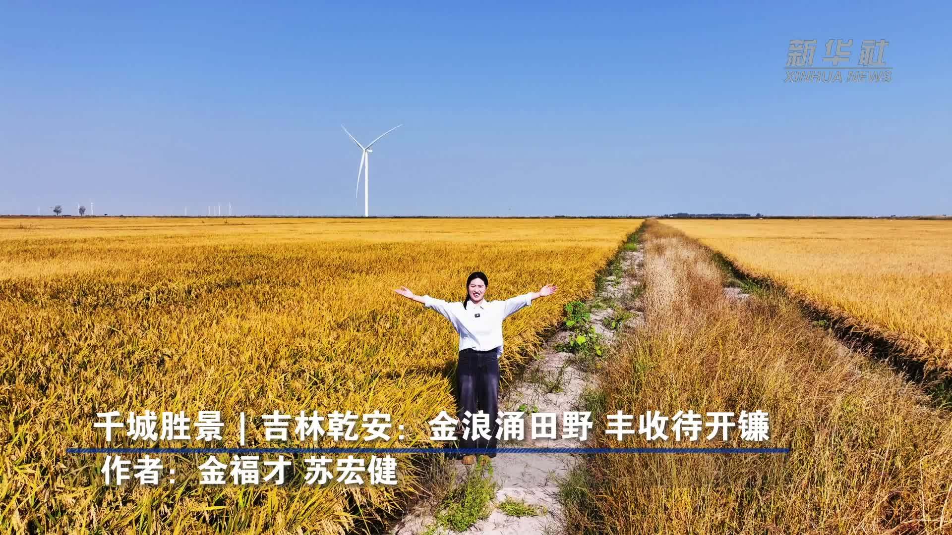 千城胜景｜吉林乾安：金浪涌田野 丰收待开镰