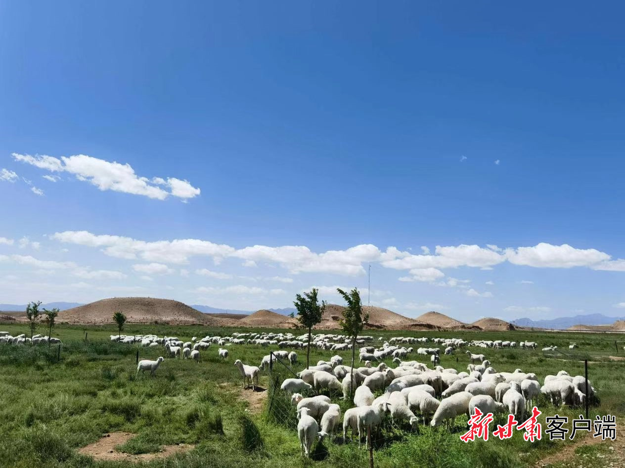 2026年9月，甘肃省市场监督管理局发布公告，批准发布51项甘肃省地方标准，金昌元生爱特奶绵羊相关地方标准纳入本次发布目录。图为元生爱特奶绵羊资料图