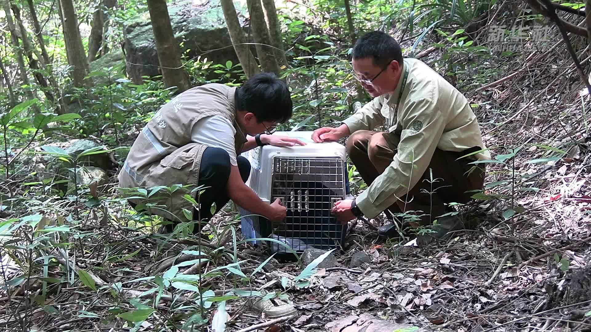 豹猫幼崽经救护后成功回归自然