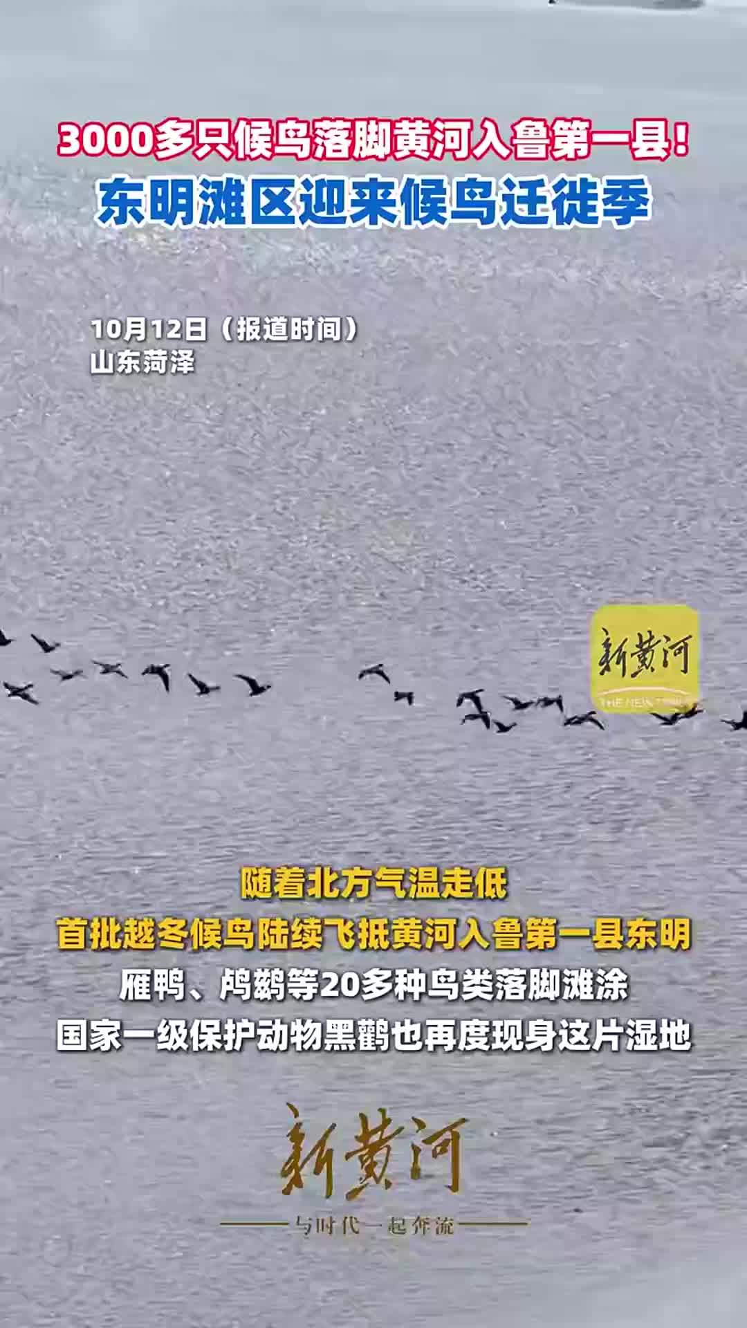 3000多只候鸟落脚黄河入鲁第一县！东明滩区迎来候鸟迁徙季