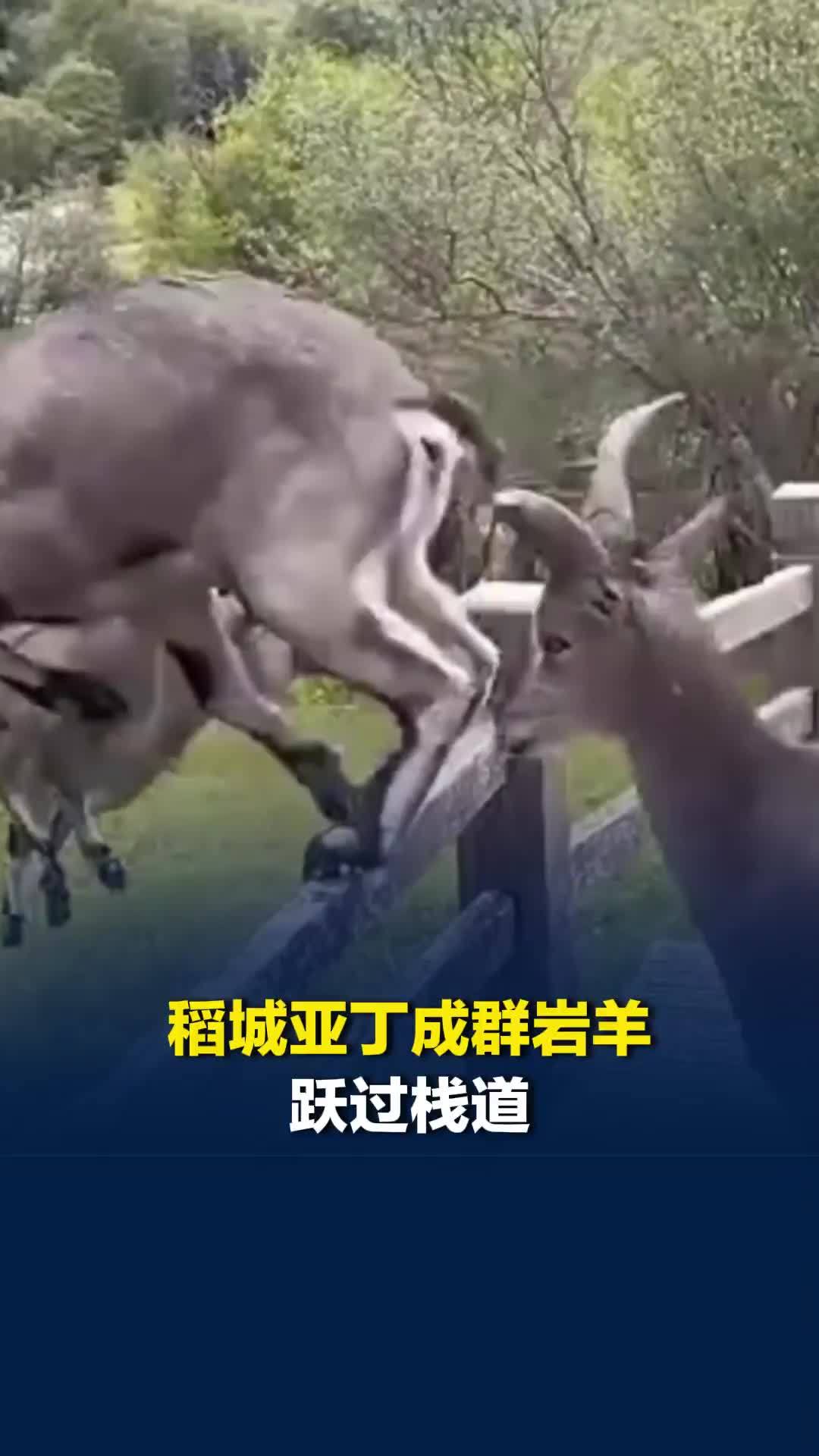 高原“跨栏高手”上线！稻城亚丁成群岩羊跃过栈道，工作人员：游客经常能见到