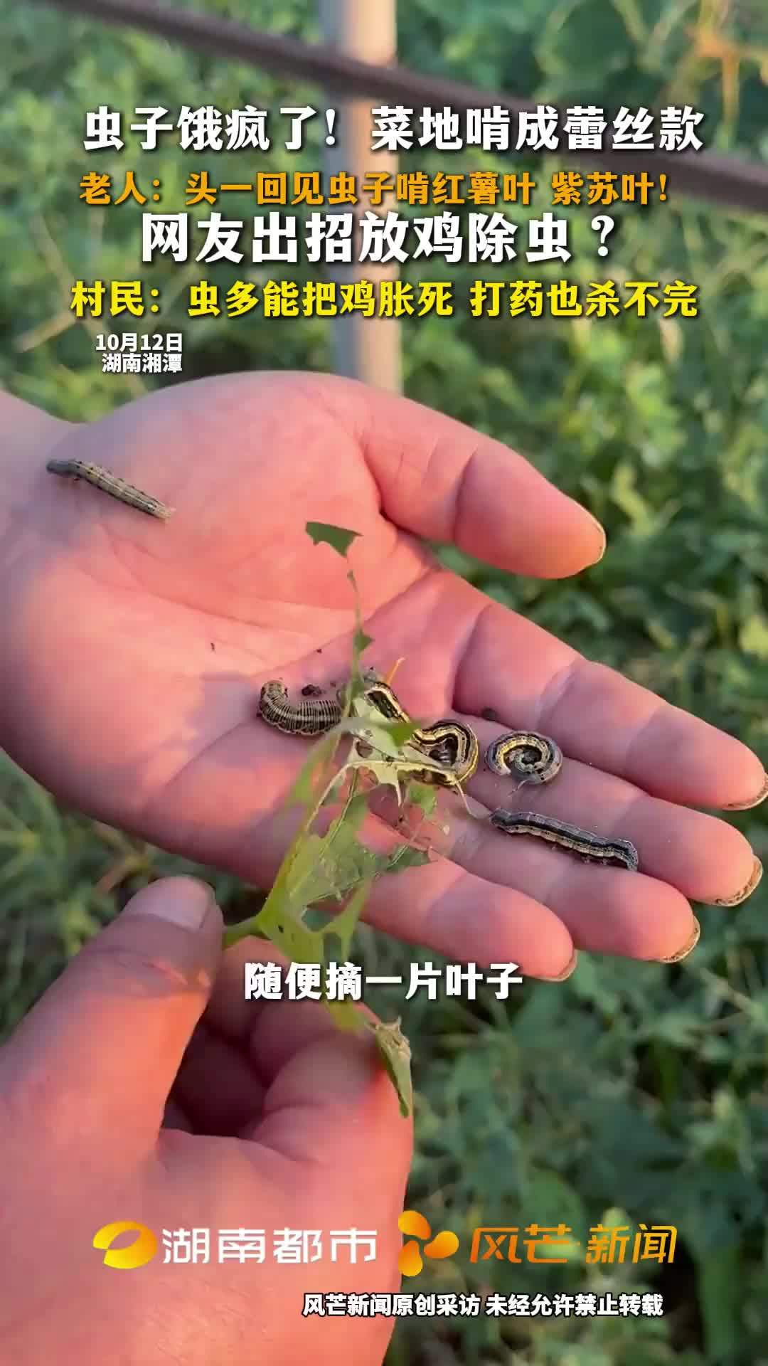虫子饿疯了！菜地啃成蕾丝款