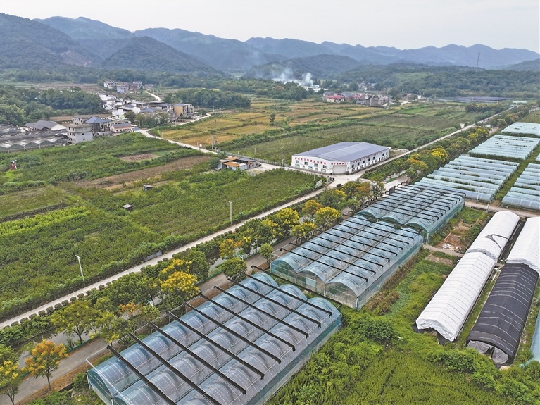 仙客来有机灵芝种植基地位于生态良好的山区。