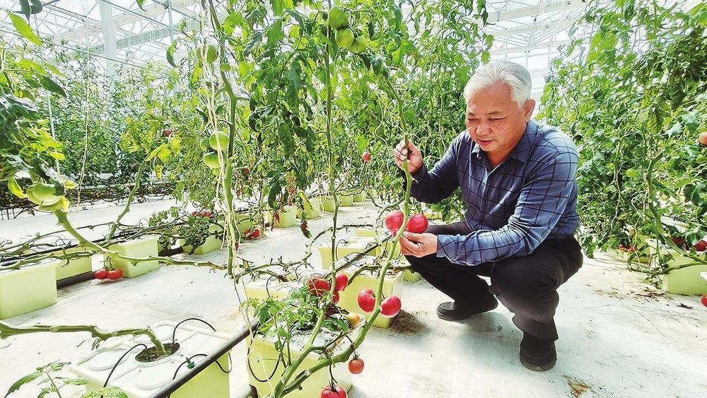 刘玉江观察无土栽培的西红柿