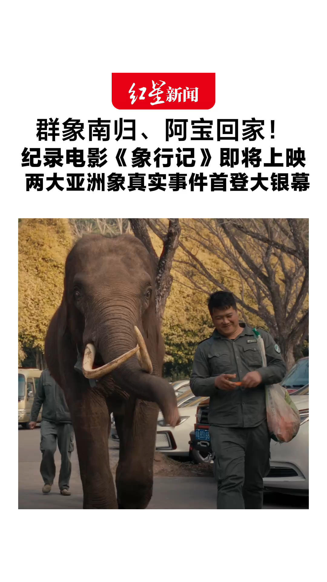 群象南归、阿宝回家！纪录电影《象行记》即将上映 两大亚洲象真实事件首登大银幕 观众：想感受象群迁徙的震撼场景