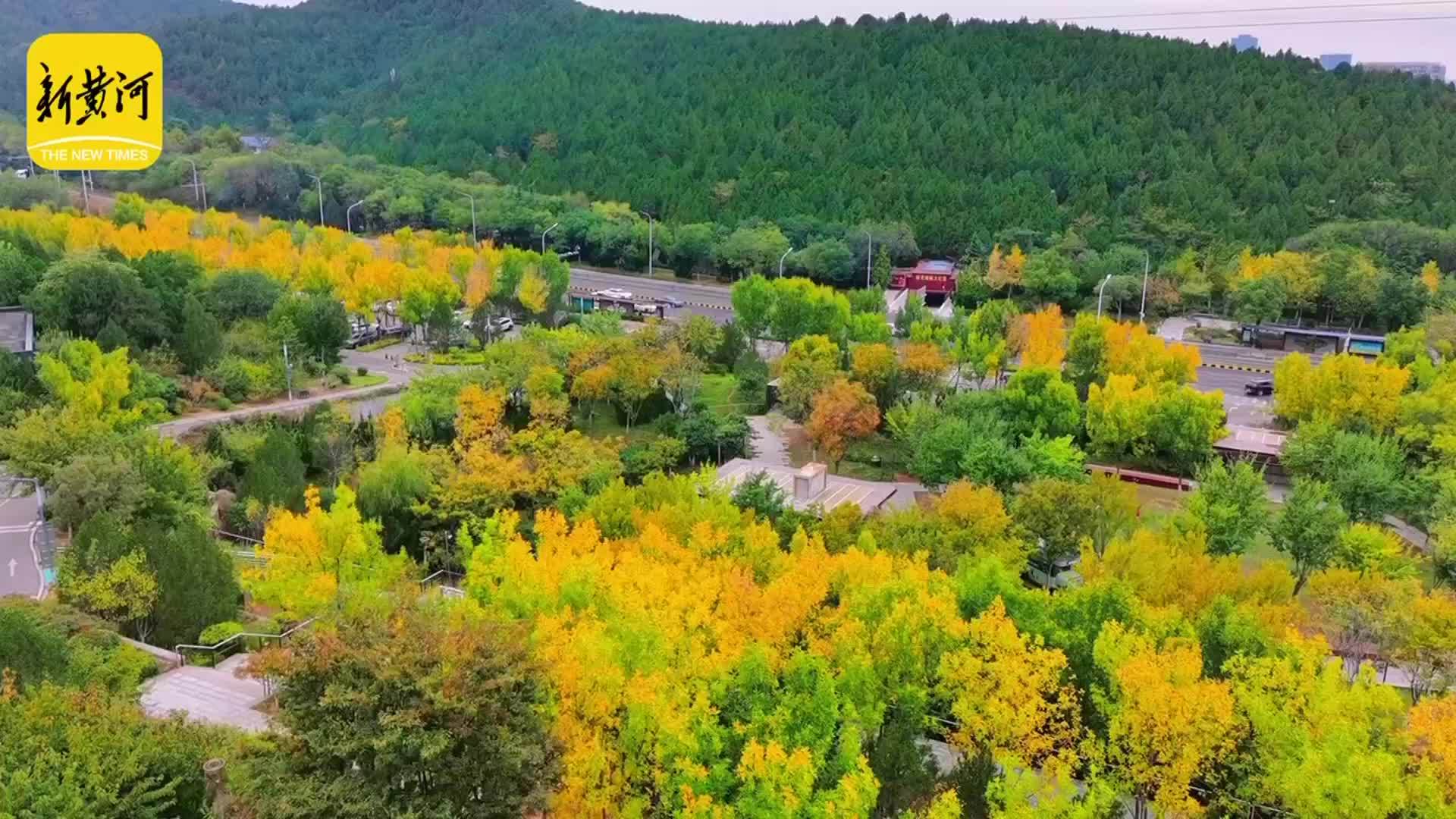 旅游路“调色盘”上线 济南佛慧山北门层林尽染如诗如画