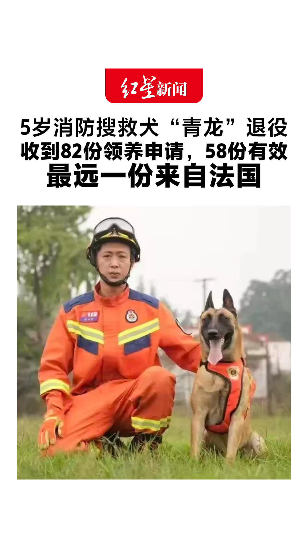 5岁消防搜救犬“青龙”退役 收到82份领养申请，58份有效 最远一份来自法国 “它曾多次参加应急救援实战任务”