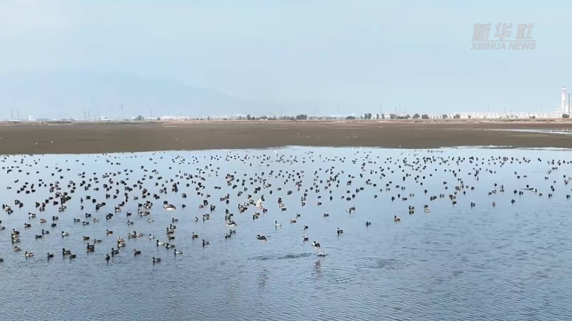 瞰中国｜内蒙古：系统治水引来“万鸟翔集”