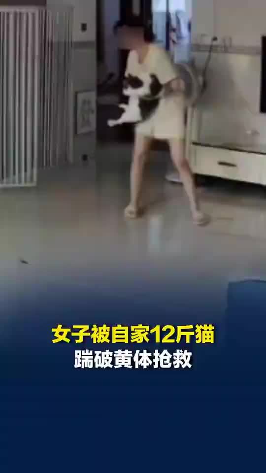 女子称被自家12斤猫踹进手术室