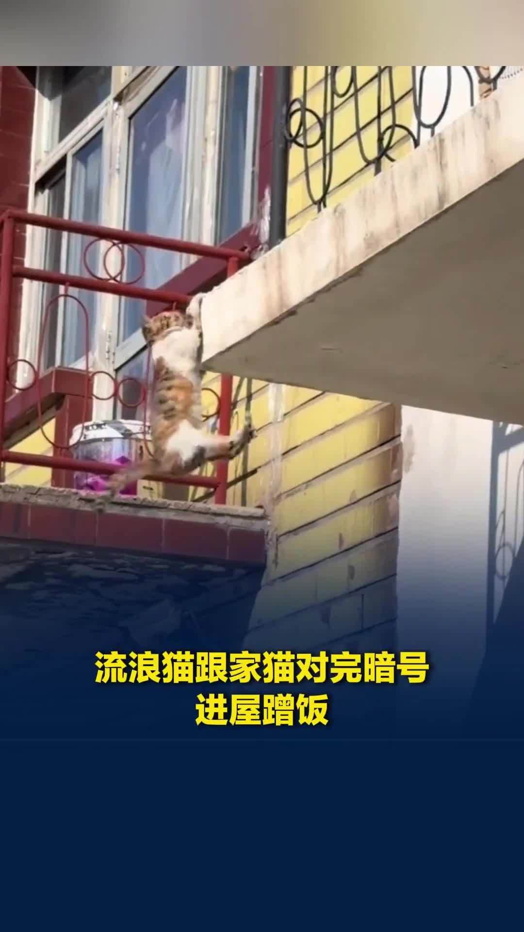 流浪小猫跟家猫对完暗号后，跳到对方家里吃饭，网友：动作行云流水，一气呵成