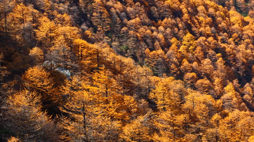 图为秦岭太白红杉铺满山野