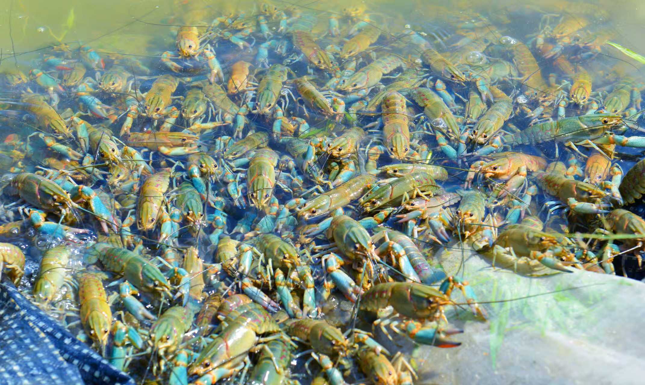 澳洲淡水龙虾