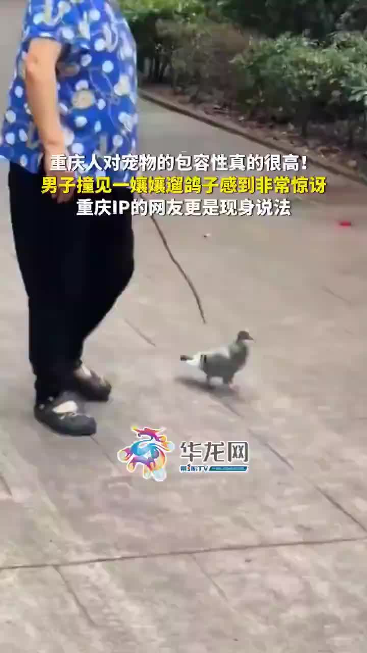 男子见重庆孃孃遛鸽子感到惊讶