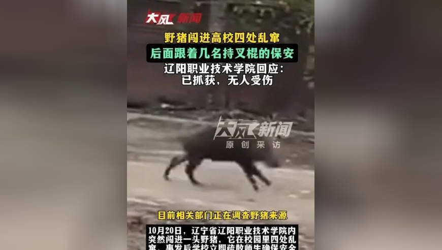 野猪闯进高校四处乱窜，后面跟着几名持叉棍的保安；辽阳职业技术学院回应：已抓获，无人受伤