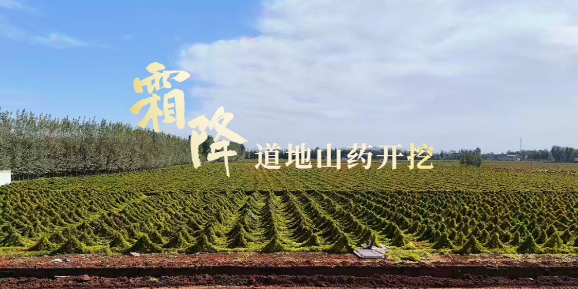 霜降：道地山药开挖