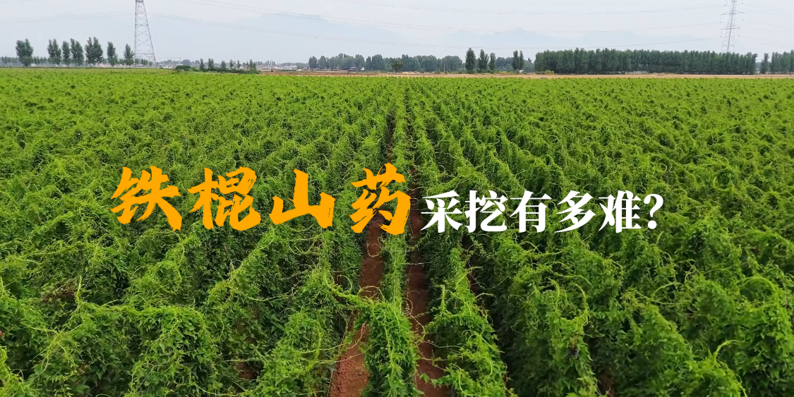 铁棍山药采挖有多难？