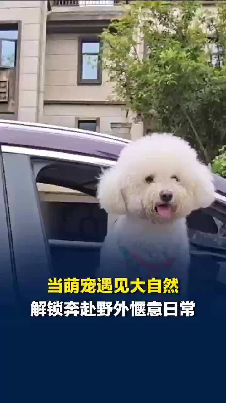 当萌宠遇见大自然，车主爱带上宠物出行：空间大放在后排很放心