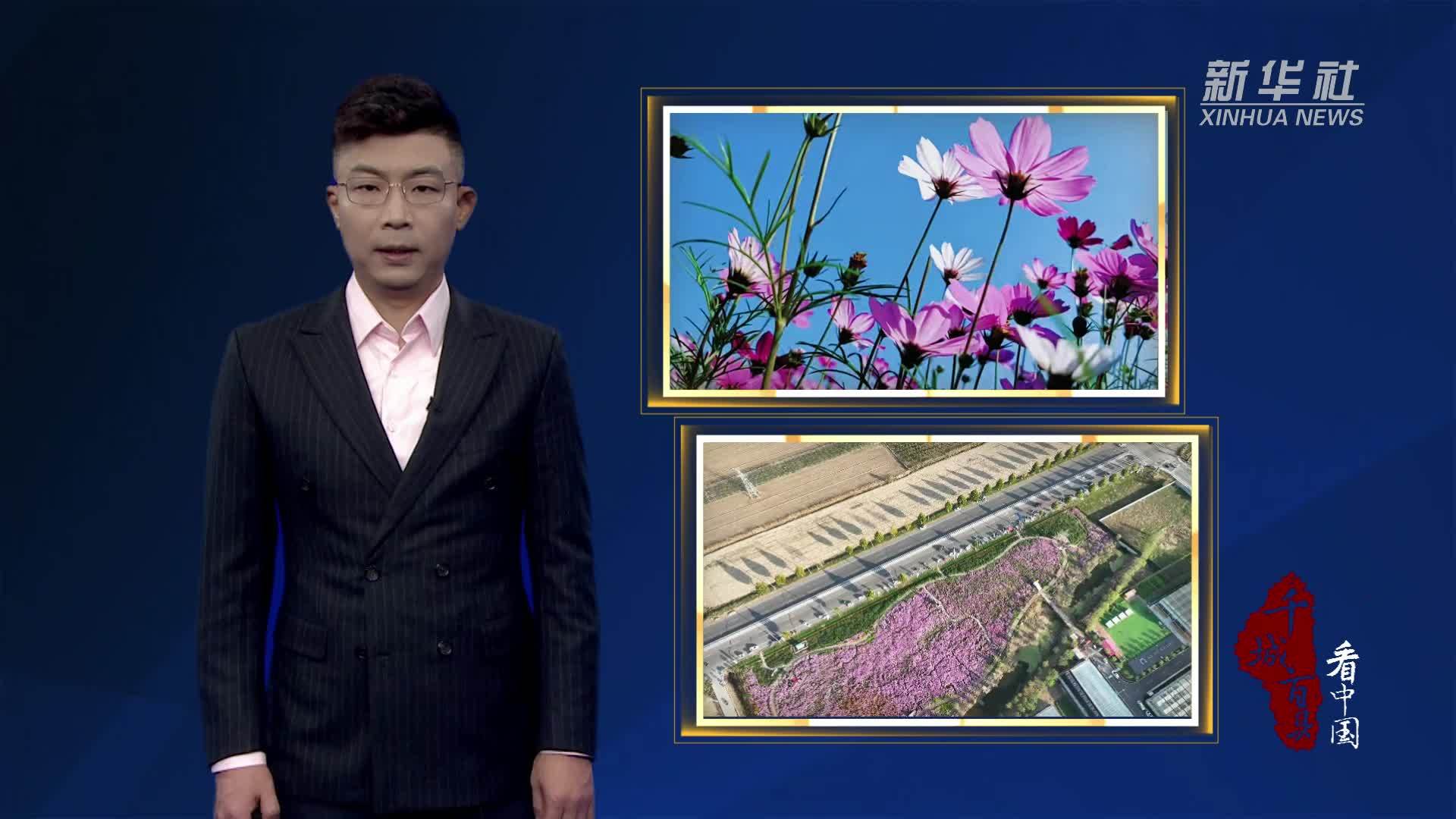 千城百县看中国｜金秋繁花促农旅