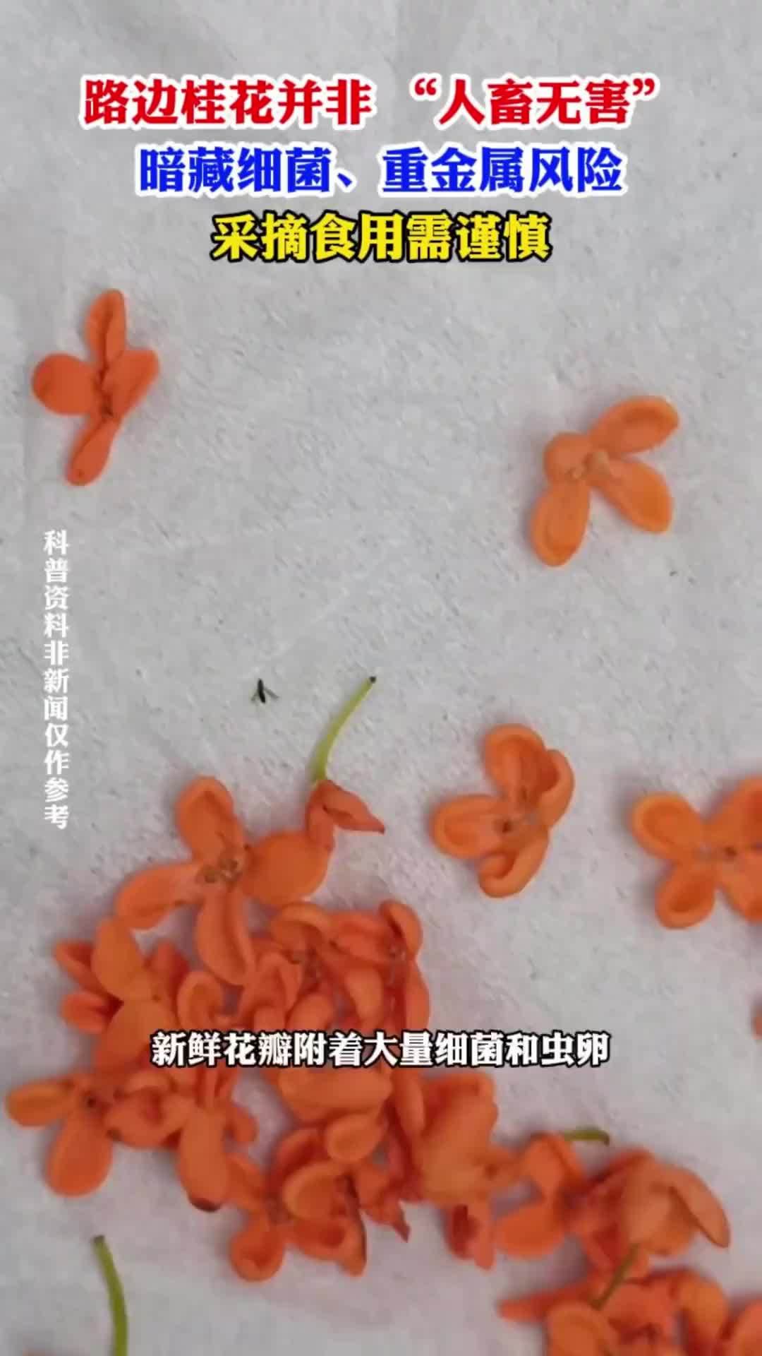 路边桂花并非“人畜无害”暗藏细菌、重金属风险