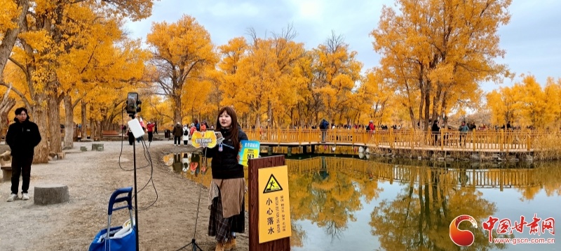 金塔胡杨林实景直播带火消费