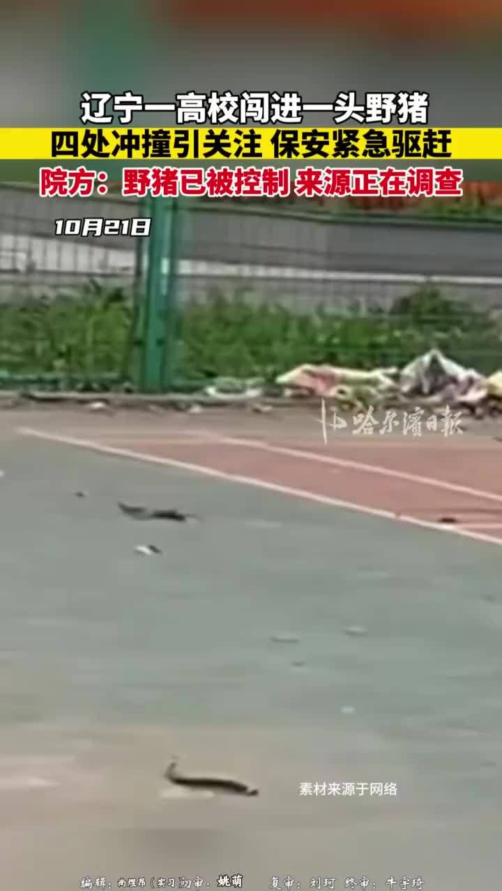 高校回应野猪闯进校区四处乱窜：已抓获，无人受伤