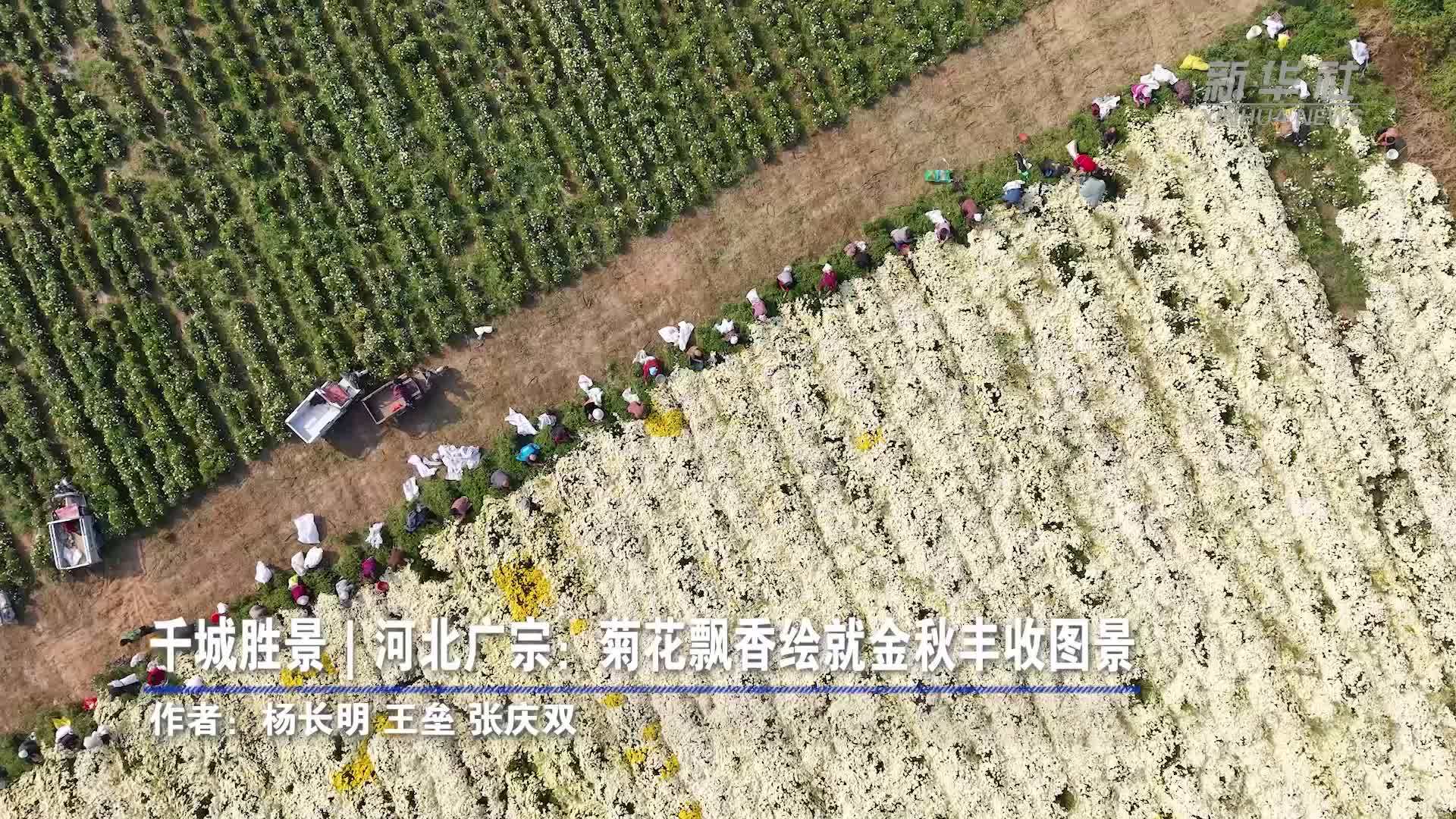 千城胜景｜河北广宗：菊花飘香绘就金秋丰收图景