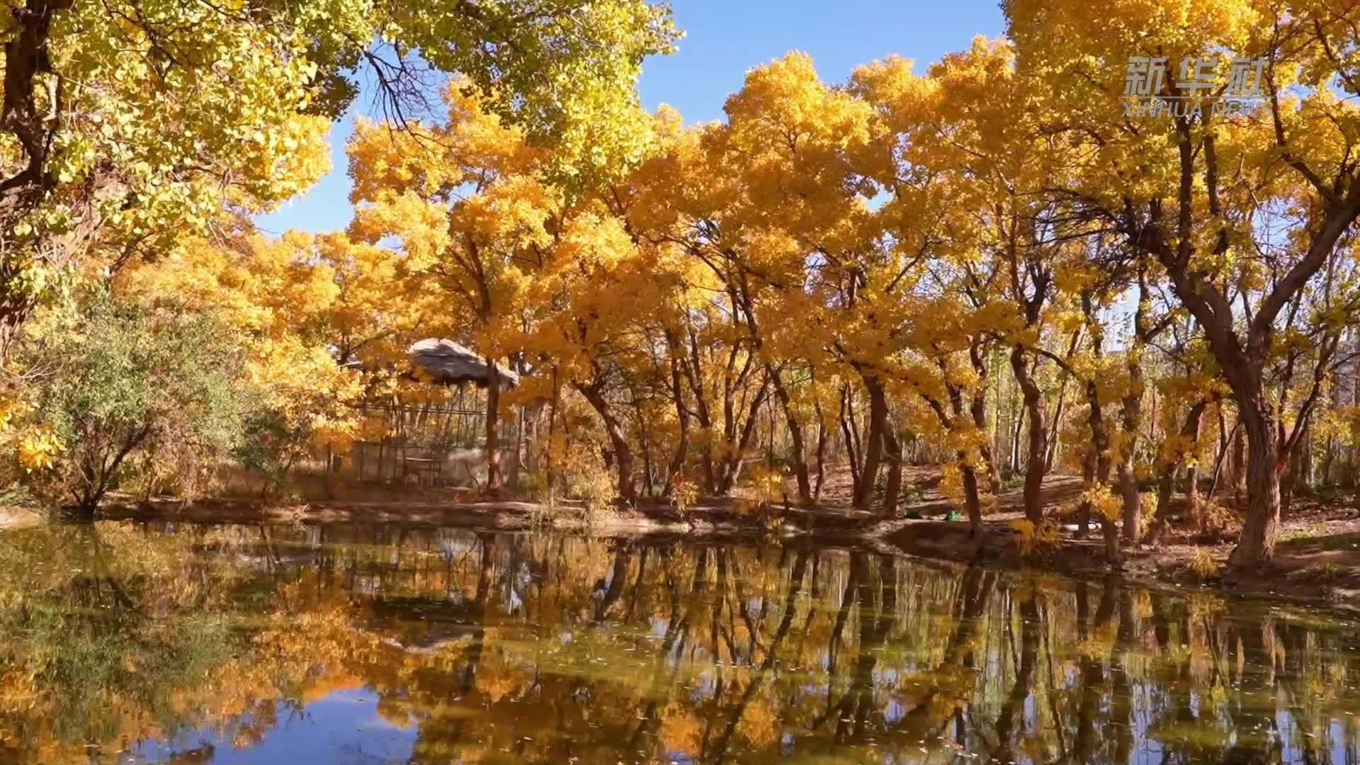 绝美秋景 敦煌胡杨林迎来最佳观赏期