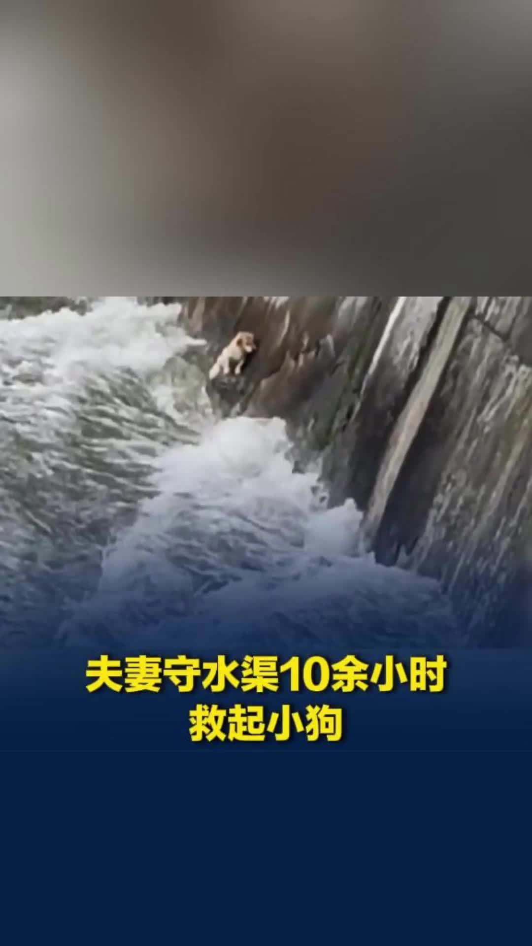 小狗被困湍急水渠，夫妻俩守候十余小时成功施救
