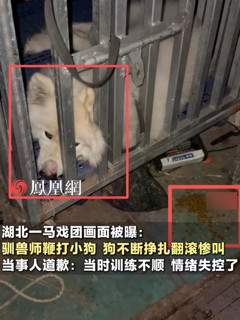 湖北一马戏团画面被曝：驯兽师把狗打得翻滚惨叫#动物表演 #马戏团