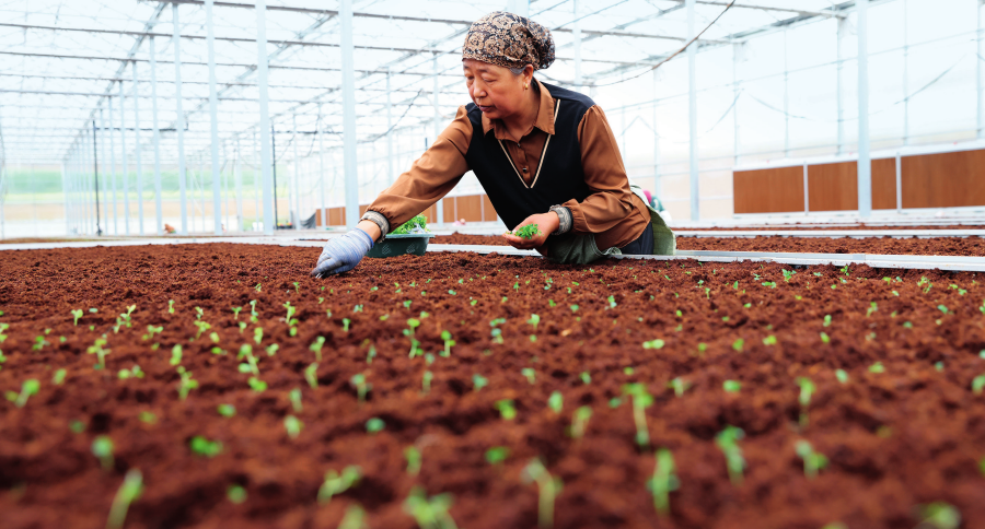 工作人员在甘肃定西马铃薯研究所的联栋温室内栽种马铃薯脱毒苗(2024年7月24日摄) 吕帅 摄/本刊
