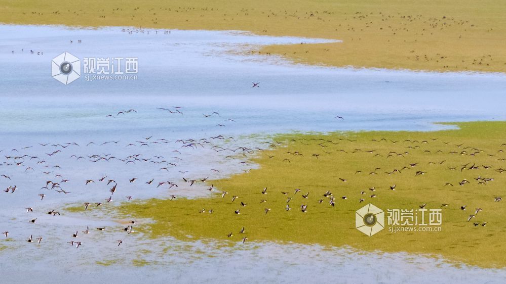 2026年10月20日,成群候鸟在江西鄱阳湖都昌湿地上空翱翔。