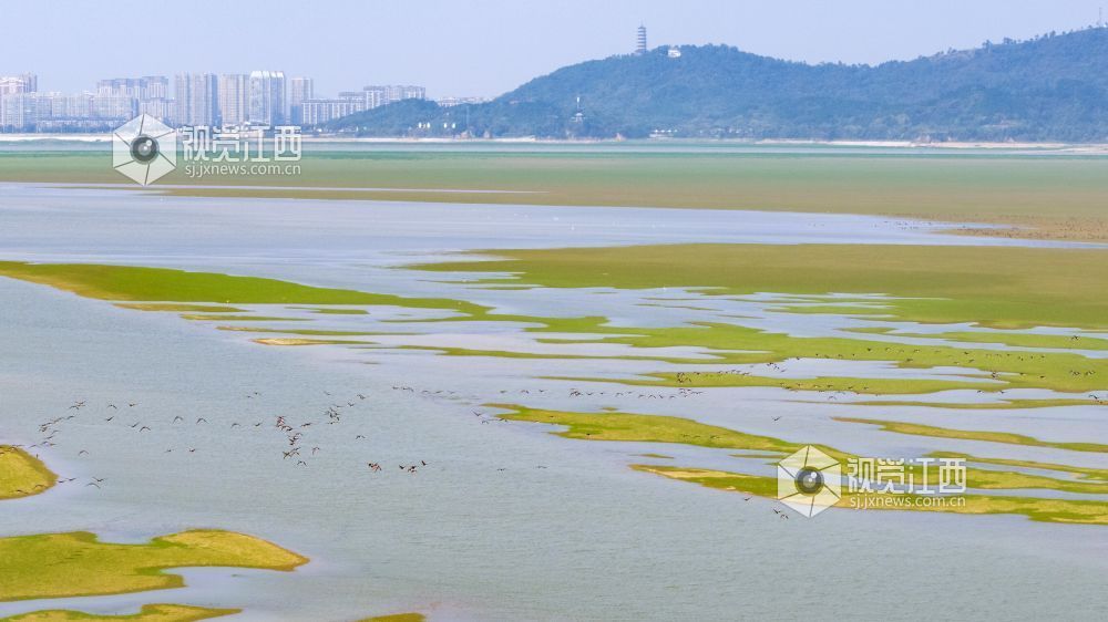 2026年10月20日,成群候鸟在江西鄱阳湖都昌湿地上空翱翔。