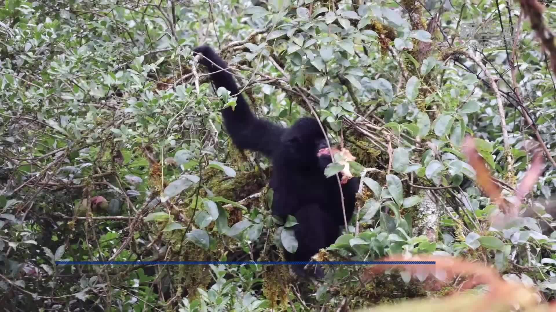 全球极危物种西黑冠长臂猿现身大众视野
