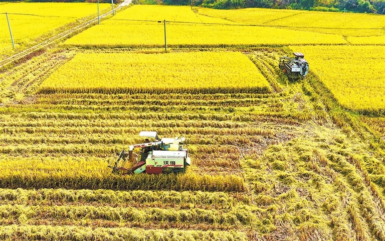 宁都县：抢收晚稻（图）