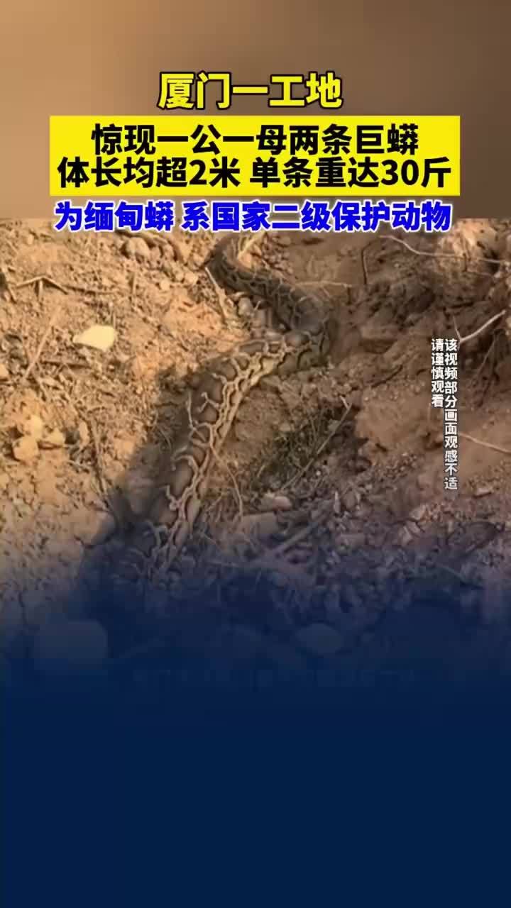 厦门一工地出现2条2米长巨蟒