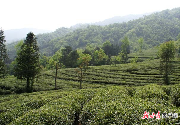 李子坝茶园(本组图片除备注外均由大熊猫国家公园甘肃管理局提供)