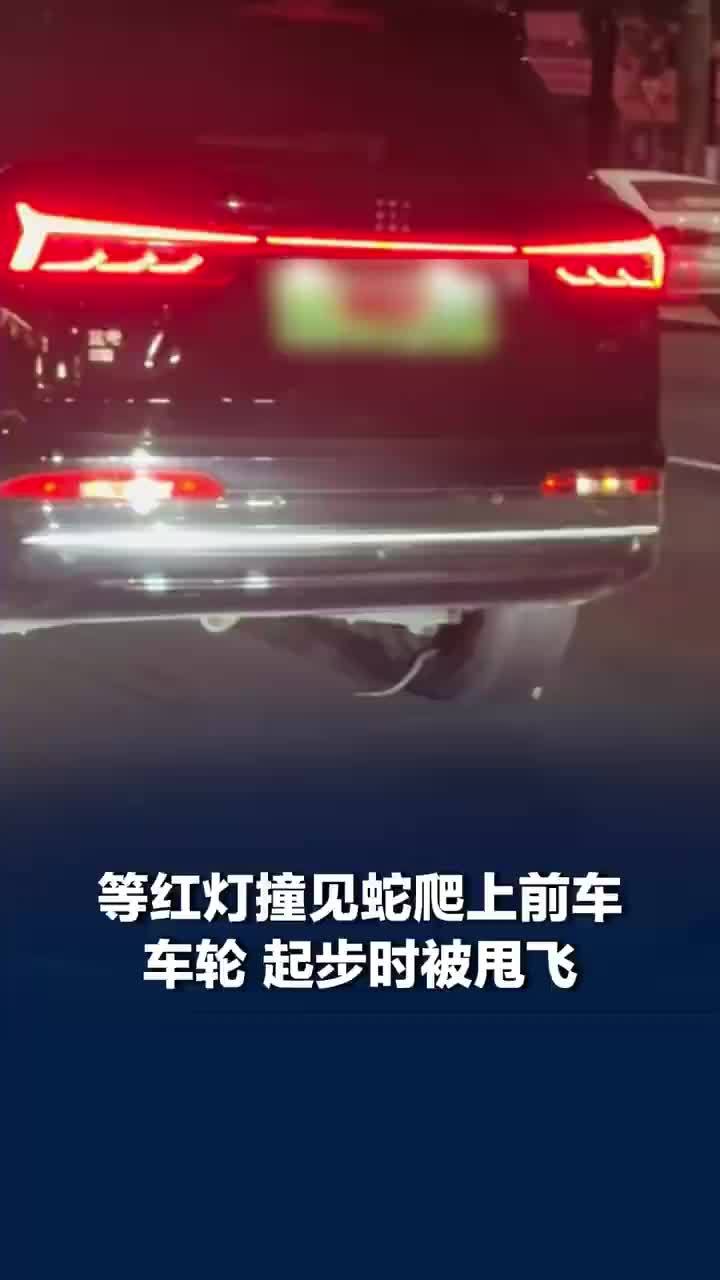 等红灯遇蛇爬车轮起步时被甩飞