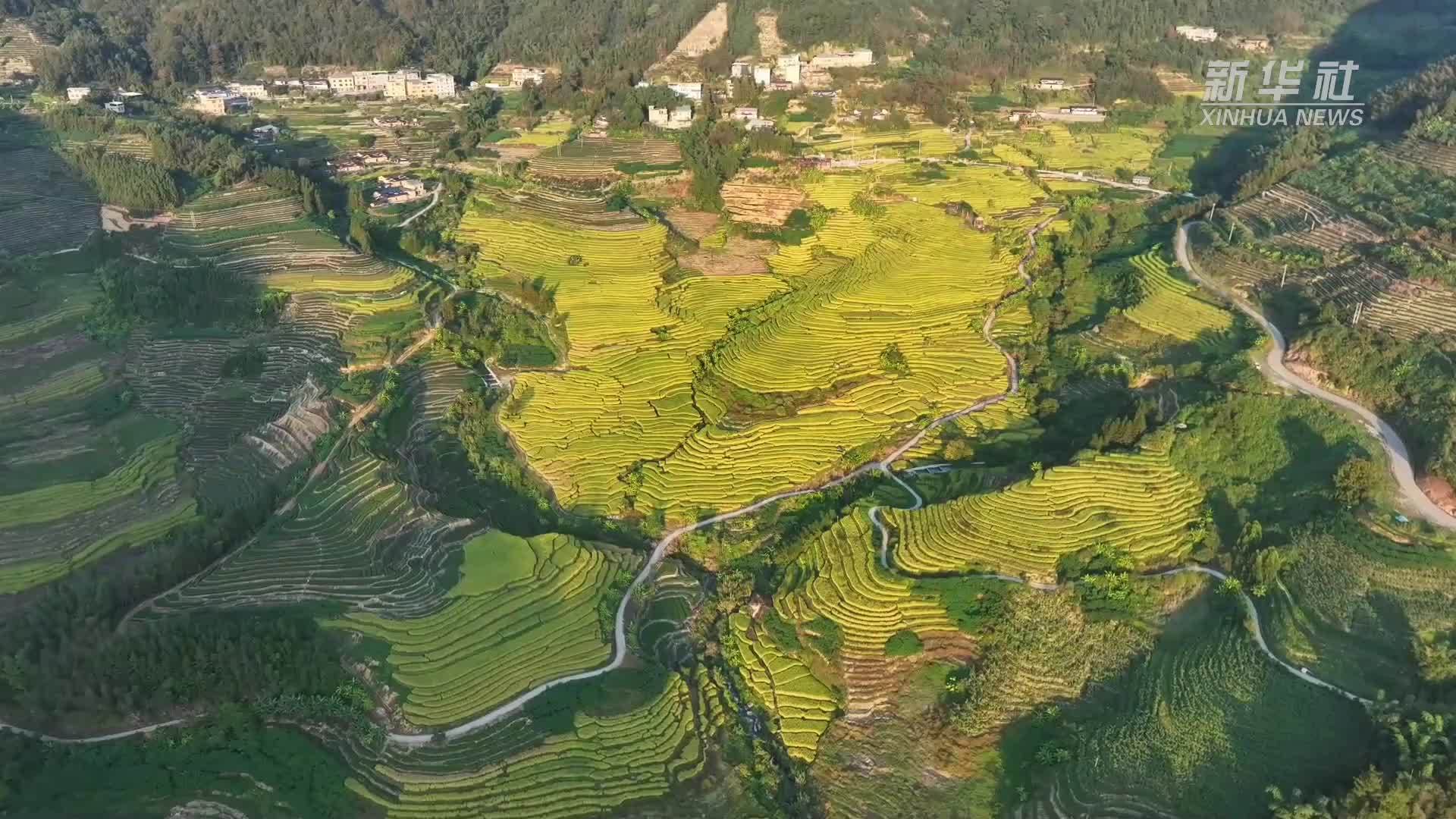 瞰中国丨福建华安：梯田稻浪涌金秋