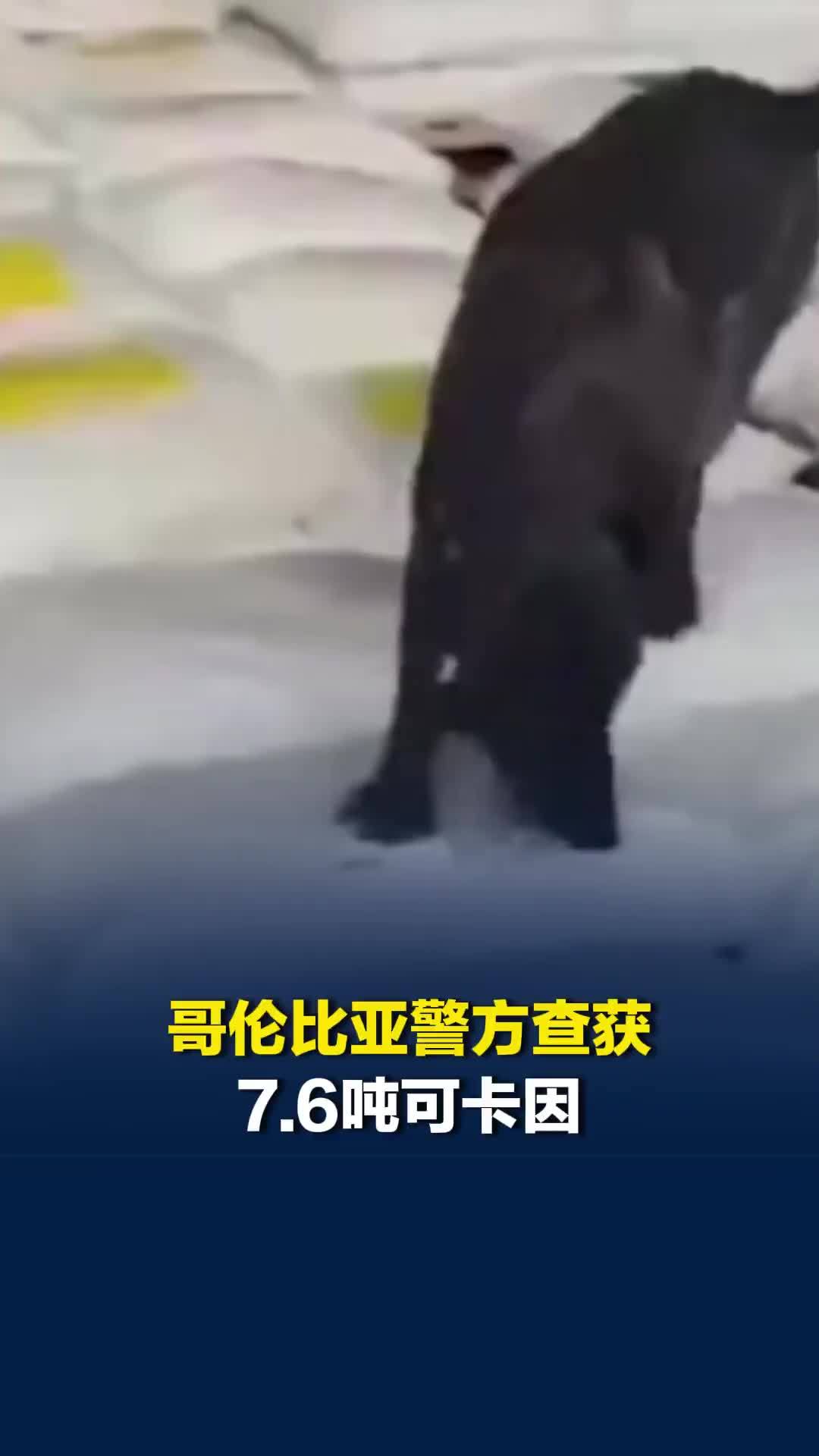 铺满一地！哥伦比亚警方查获7.6吨可卡因，警犬来回穿梭