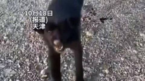 【女子被流浪狗咬伤后几分钟狗死亡】10月20日报道,天津。一女子发布