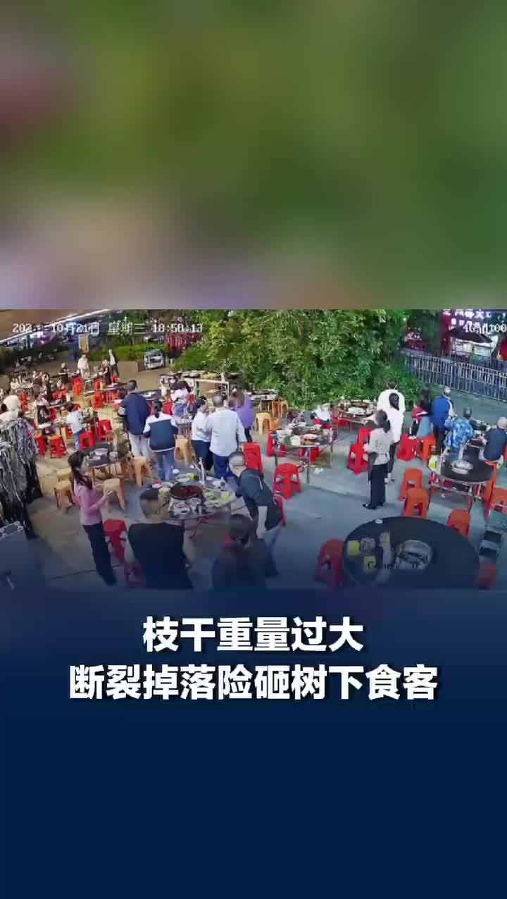 枝干重量过大断裂掉落险砸树下食客