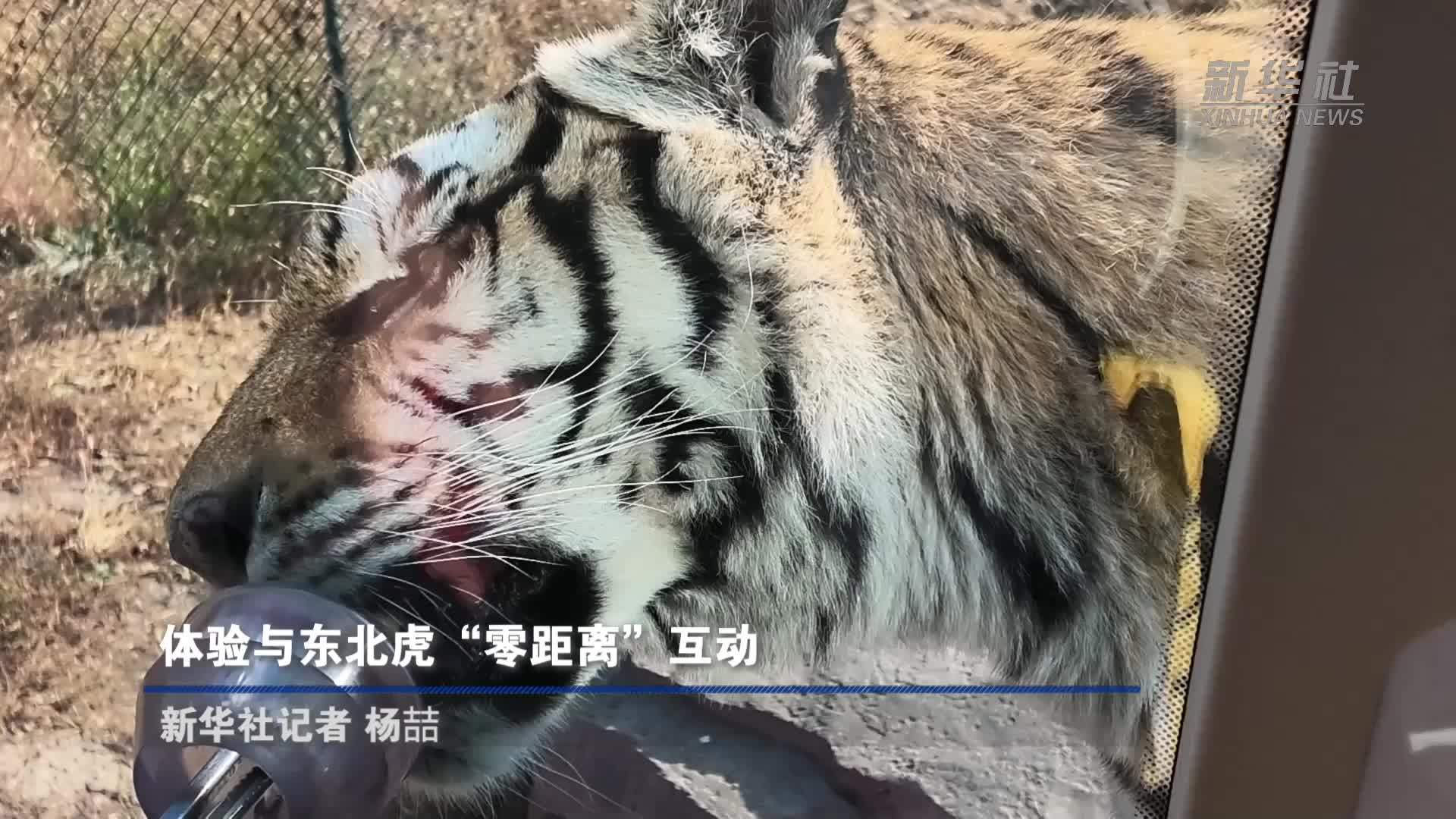 美丽中国行｜体验与东北虎“零距离”互动