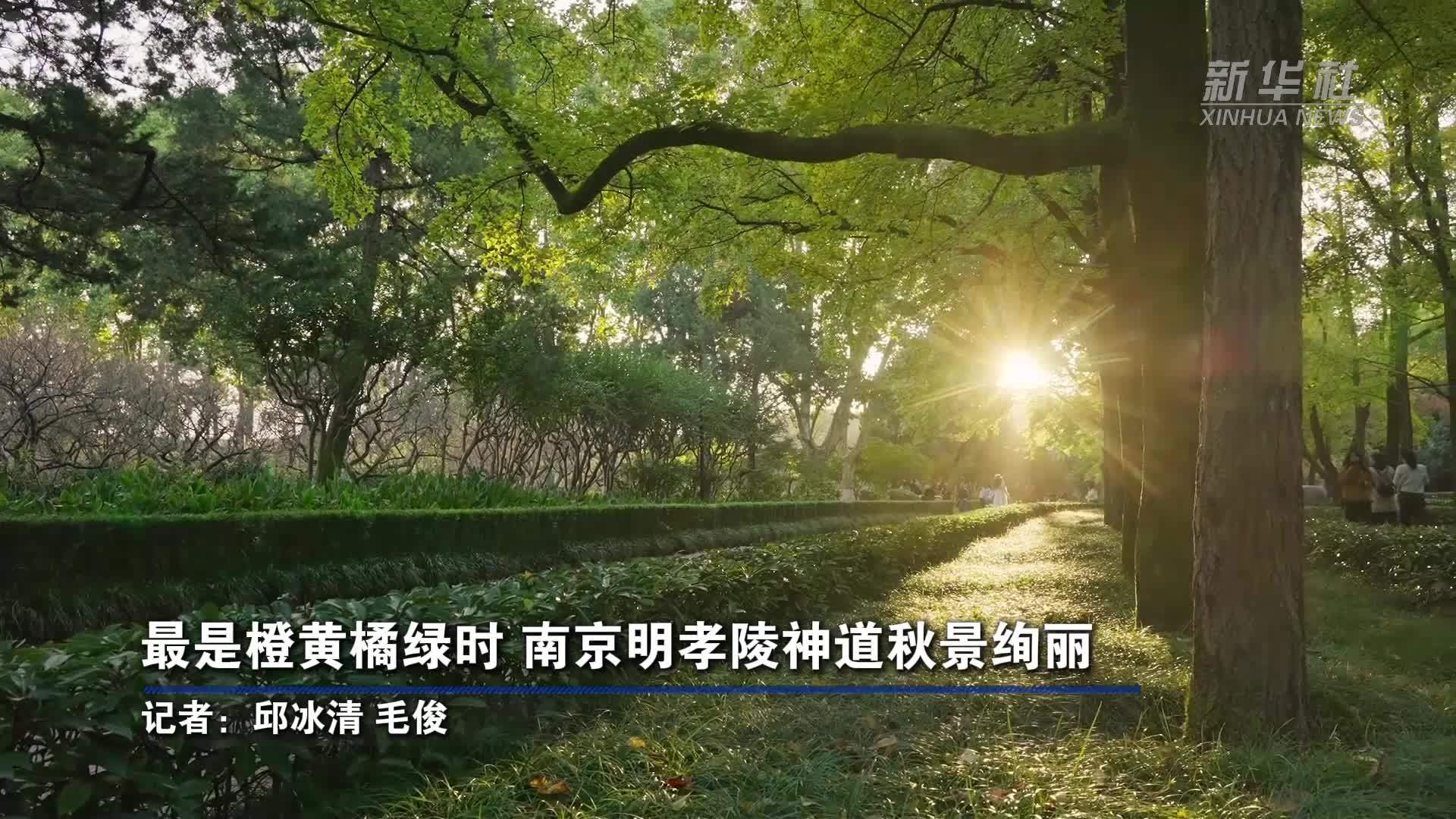 最是橙黄橘绿时 南京明孝陵神道秋景绚丽