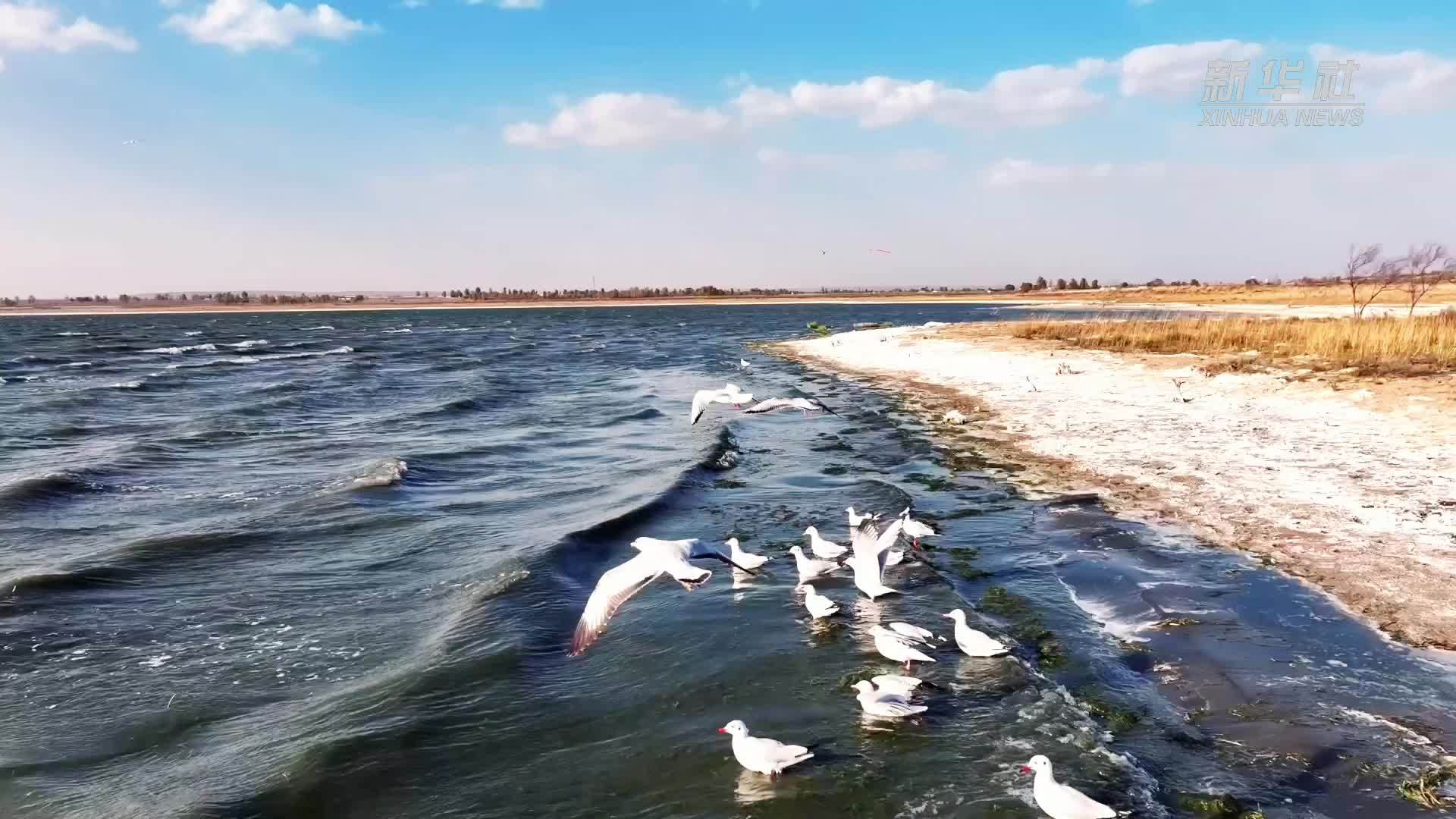 瞰中国丨内蒙古：万鸟翔集 湿地为驿