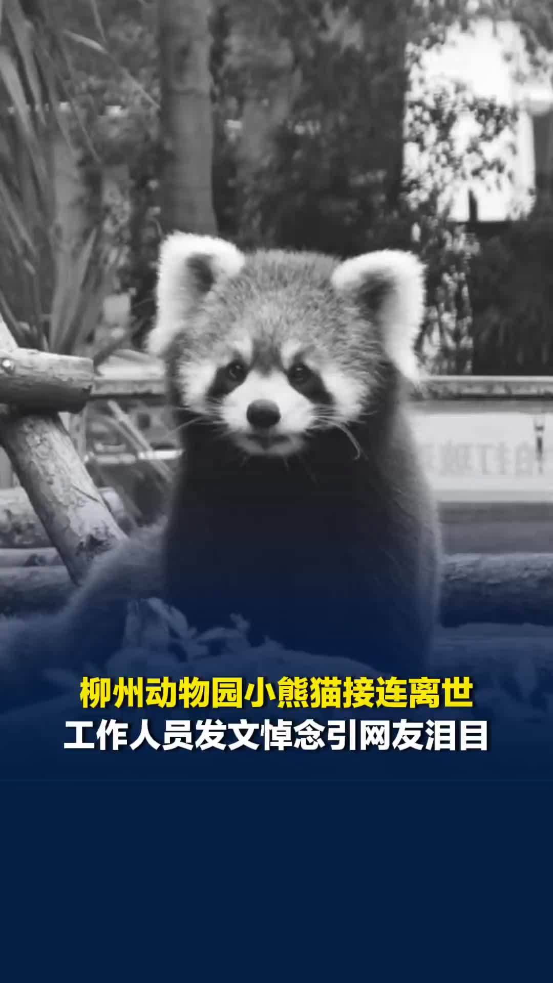 柳州动物园小熊猫接连离世，工作人员发文悼念引网友泪目